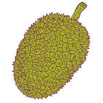 Jackfruit