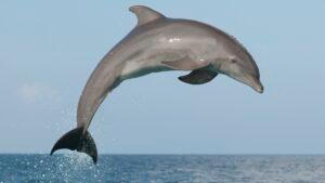 50 Water Animals Name: Check 20 Examples of Aquatic Animals -_7.1