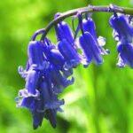 Bluebell flower