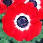 Anemone Flower