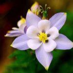 Columbine Flower