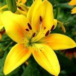 Asiatic Lily