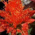 Blood Lily