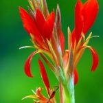 Canna Lily