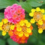 Common Lantana