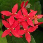 Ixora Coccinea