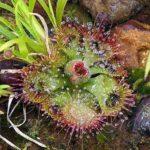 Burmann’s Sundew