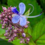 Blue Fountain Bush