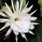 Brahma Kamal