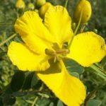 100 Flower Name in English and Hindi with Pictures_98.1