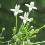 100 Flower Name in English and Hindi with Pictures -_62.1
