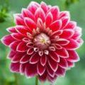 Dahlia