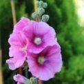 Hollyhock