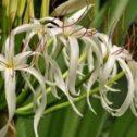 Grand Crinum Lily