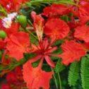 Delonix Regia