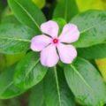 100 Flower Name in English and Hindi with Pictures -_75.1