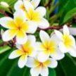 100 Flower Name in English and Hindi with Pictures -_101.1