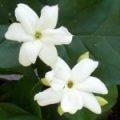 Jasminum Sambac