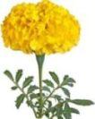 100 Flower Name in English and Hindi with Pictures -_102.1