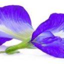 Butterfly Pea