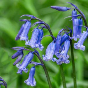 Bluebell