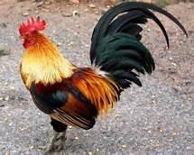 cock