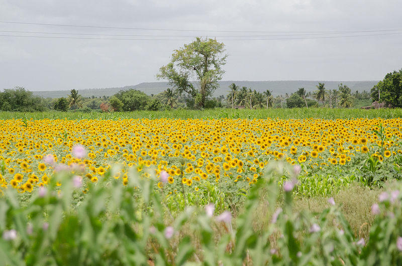 Autumn Season in India