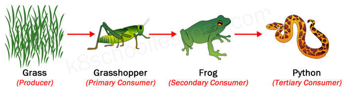 Food chain