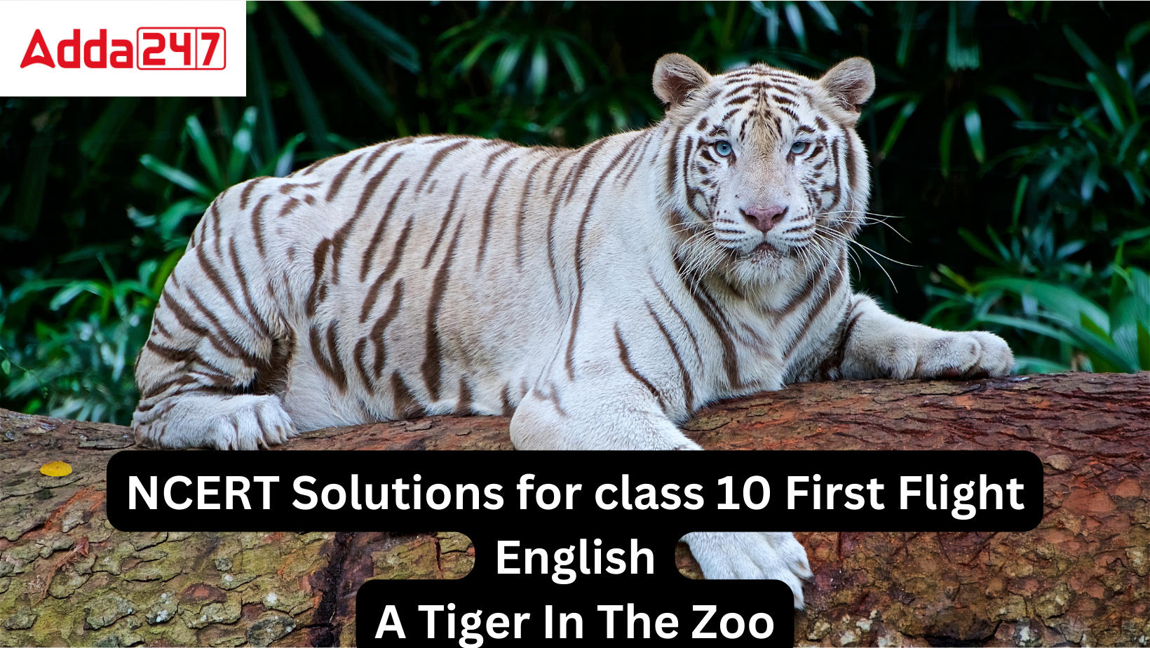 NCERT Solutions for class 10 First Flight English A Tiger In The Zoo