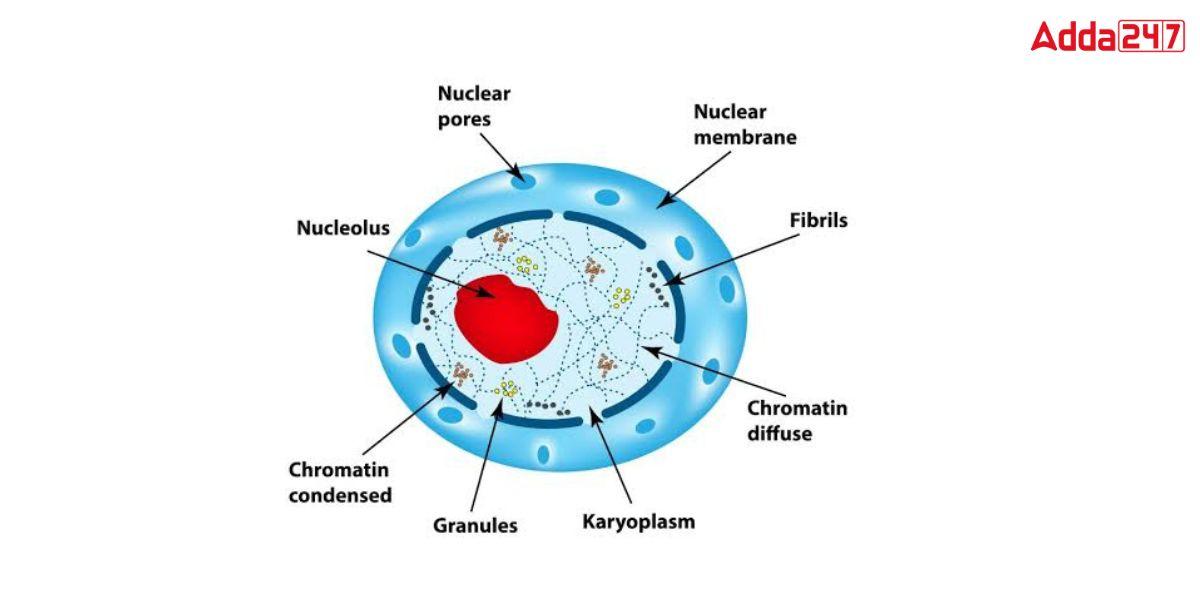 a diagram of the nucleus showing the different parts