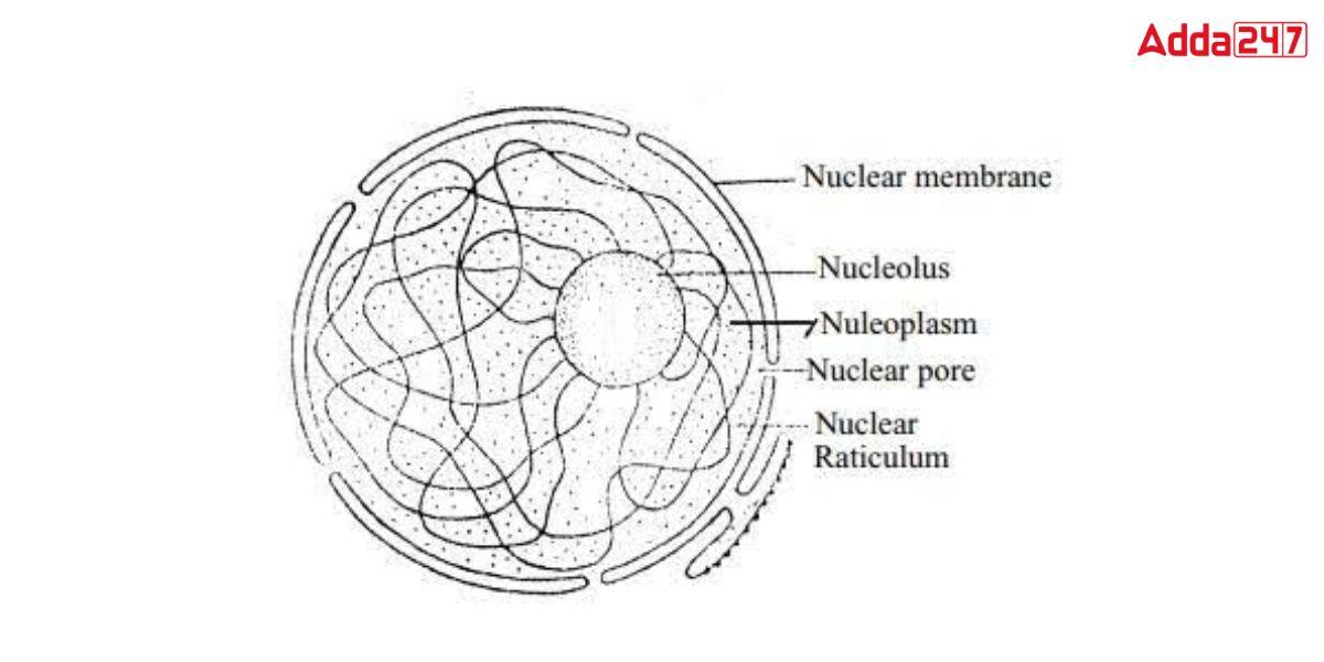 Simple Nucleus Diagram