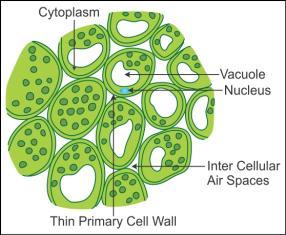 parenchyma tissue diagram