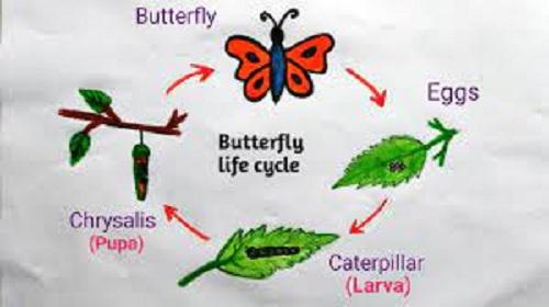 lifecycle of butterfly drawing