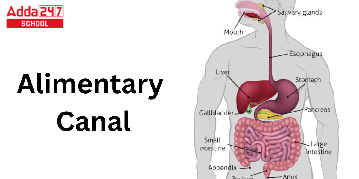 Alimentary Canal