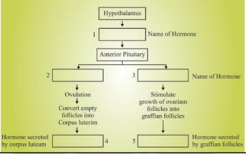 Class 12 Biology Important Questions for Board Exam 2025 (New)_6.1