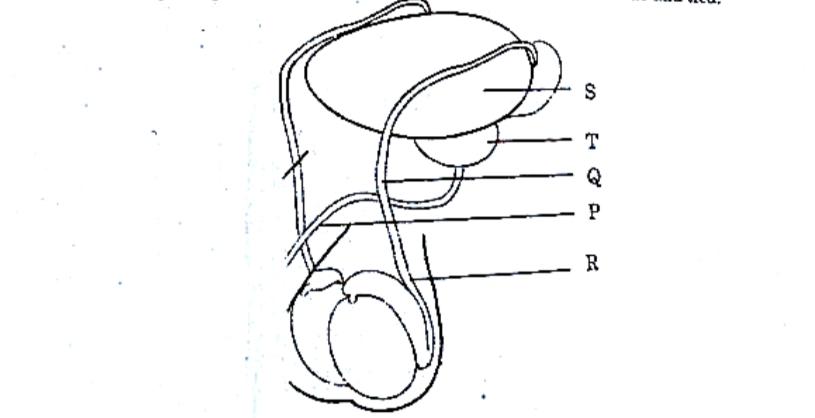 CBSE Class 12 Biology Answer Key 2024 Out for Set 1, 2, 3 -_8.1