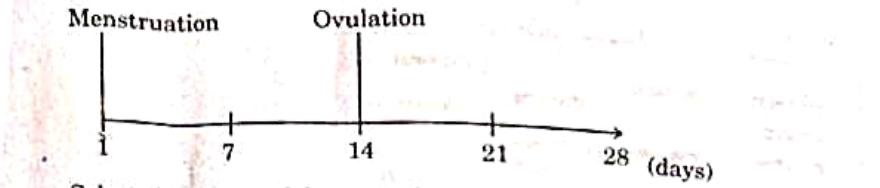 CBSE Class 12 Biology Answer Key 2024 Out for Set 1, 2, 3 -_9.1