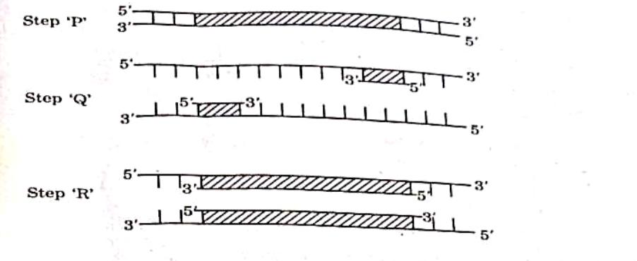 CBSE Class 12 Biology Answer Key 2024 Out for Set 1, 2, 3 -_11.1