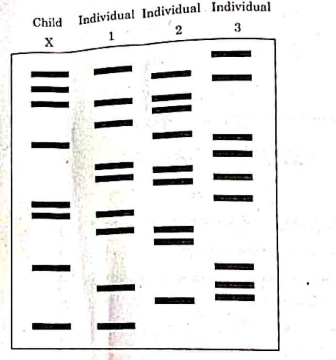 CBSE Class 12 Biology Answer Key 2024 Out for Set 1, 2, 3_10.1