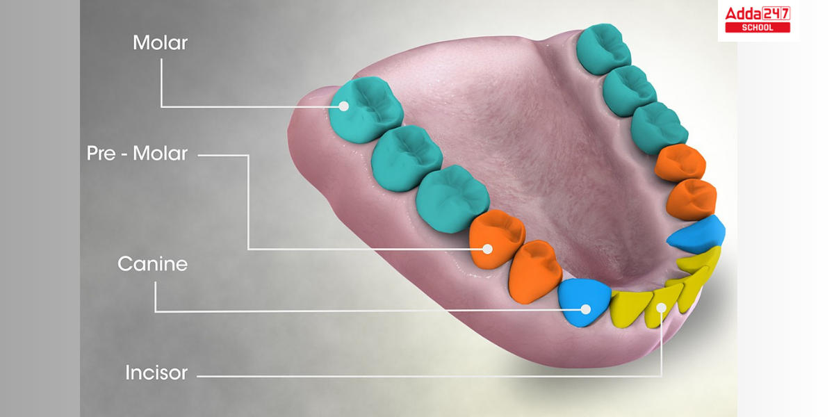 Types of Teeth and Their Functions and Diagram_3.1