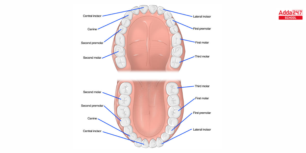 Types of Teeth and Their Functions and Diagram -_4.1