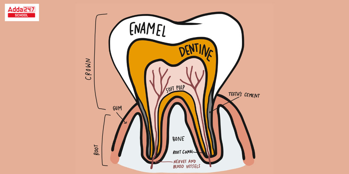 Types of Teeth and Their Functions and Diagram -_5.1