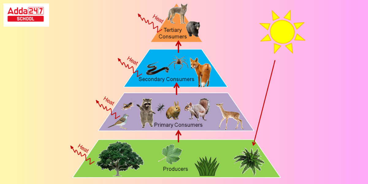 Types of Ecosystems, Diagram, Structure, Different Components -_5.1