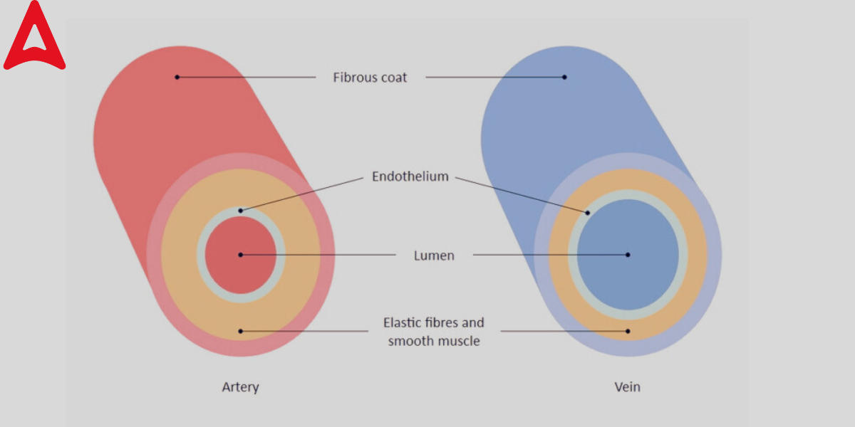 Difference Between Arteries and Veins Structure in Tabular Form_3.1