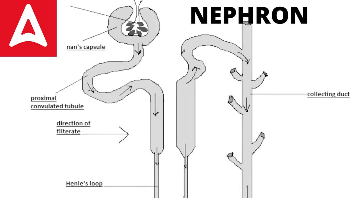 Nephron