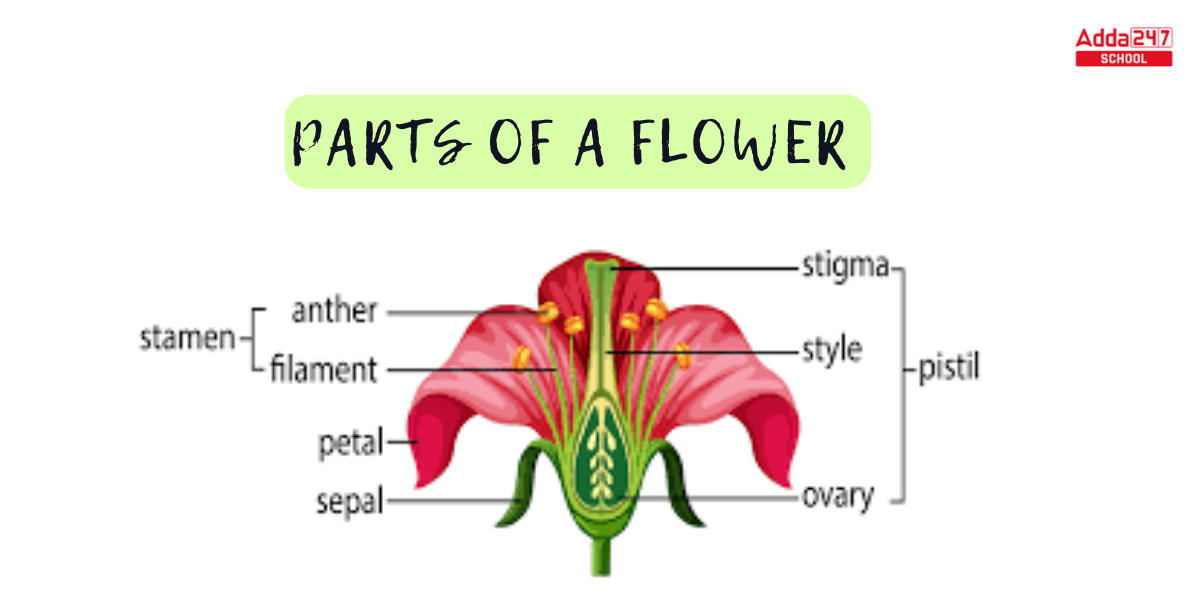 Parts of a Flower Diagram and Their Functions for Class 6 -_3.1