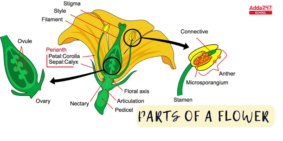 Parts of a Flower Diagram and Their Functions for Class 6 -_5.1