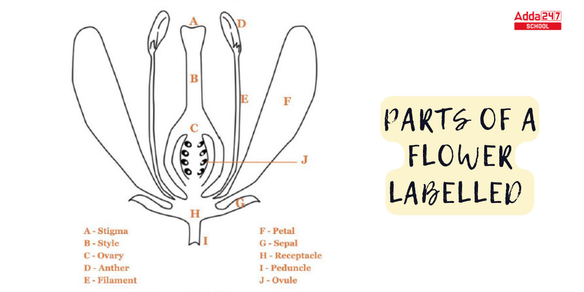 Parts of a Flower Diagram and Their Functions for Class 6 -_6.1