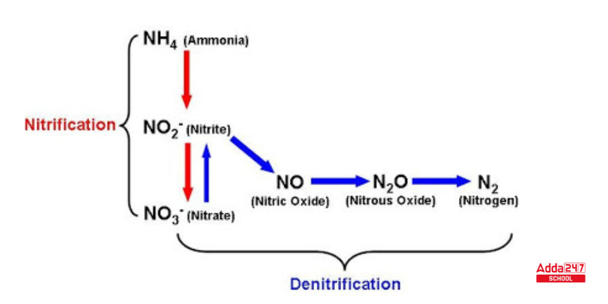 Nitrogen Cycle: Diagram, Drawing for Class 8 & 9 -_7.1