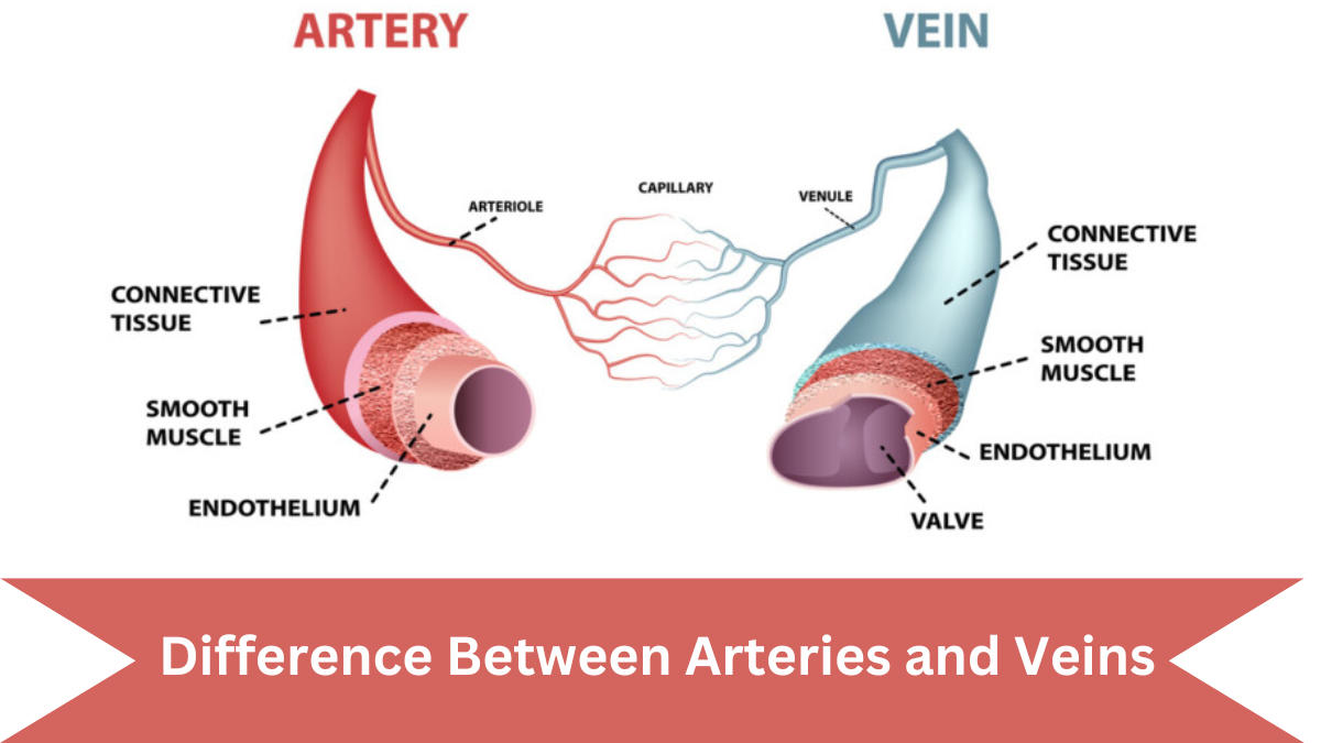 Difference Between Arteries and Veins